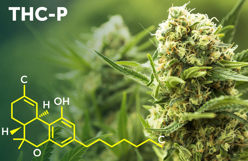 THCP vs THC: Understanding the Potency of these cannabis