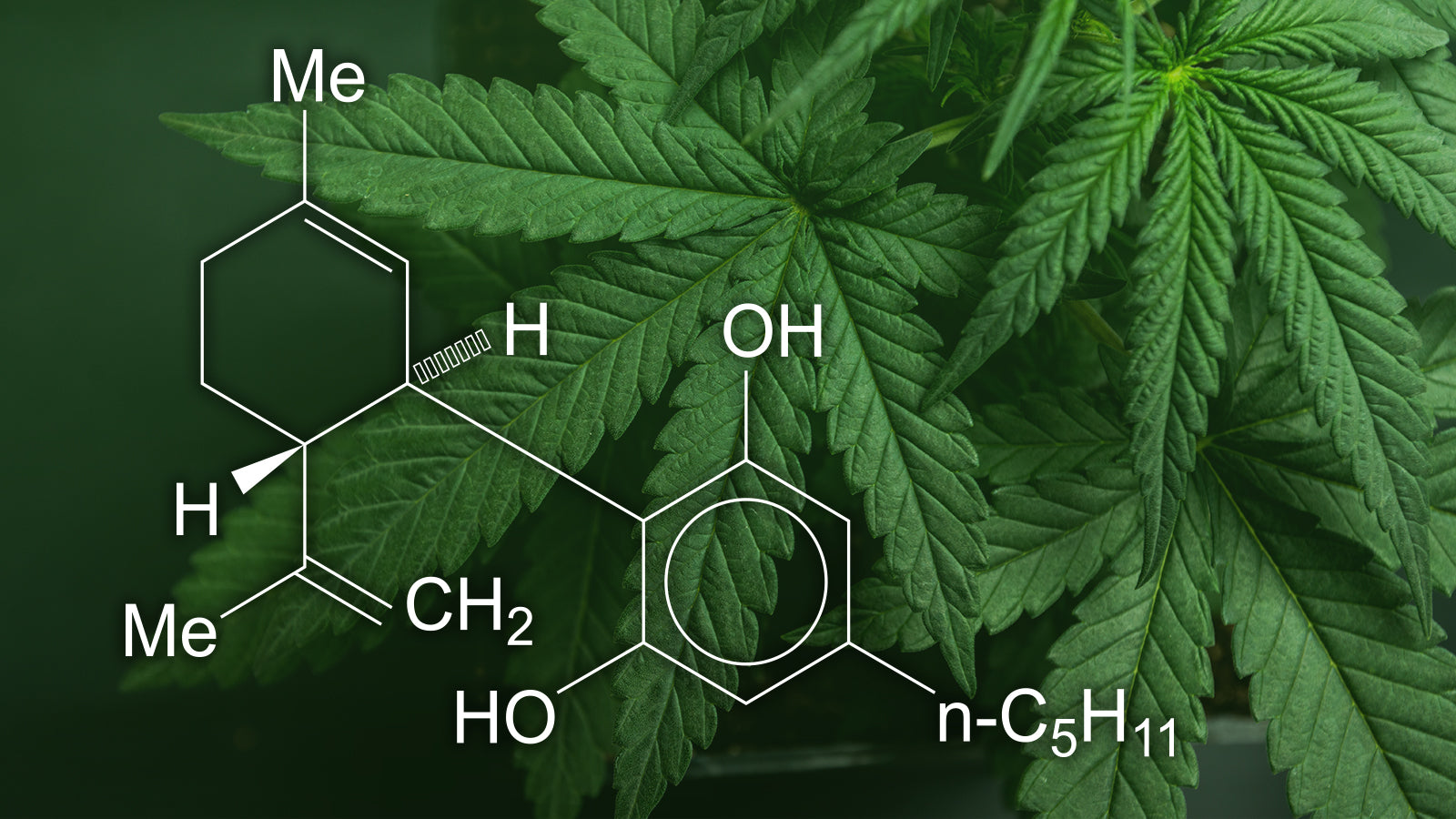 Is CBD Flower Beneficial