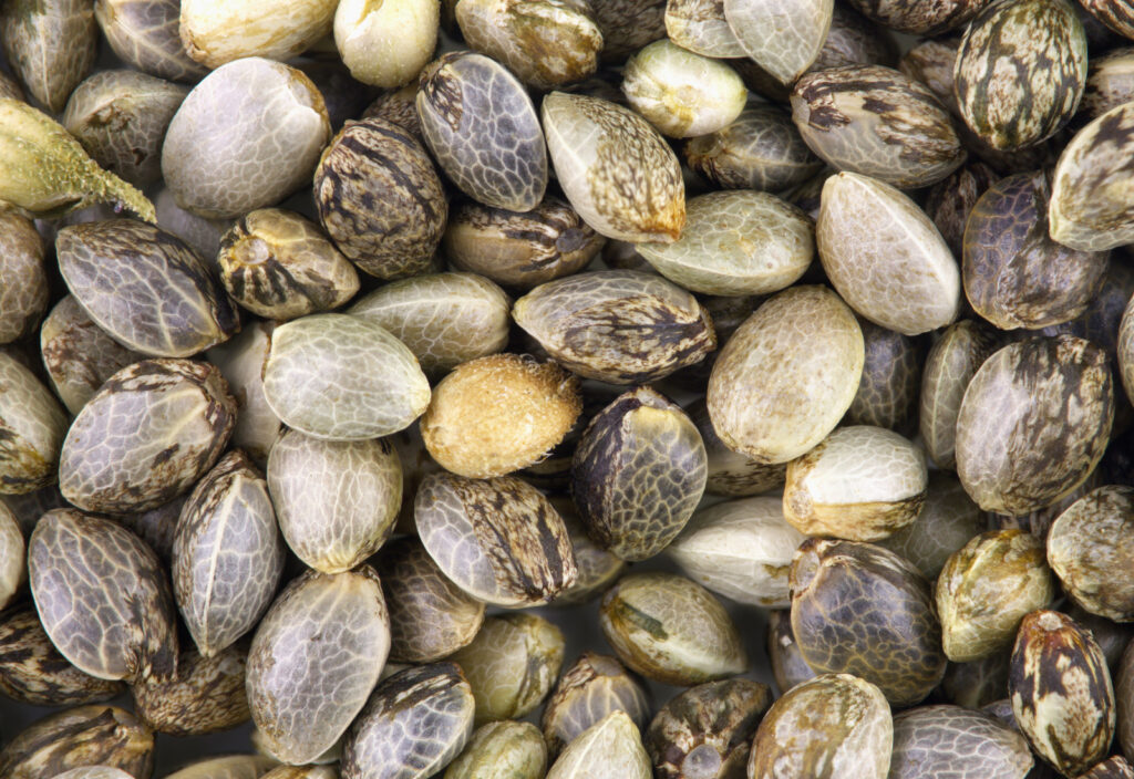 Are Cannabis Seeds Legal in the UK? | CaliBudz Guide 2026