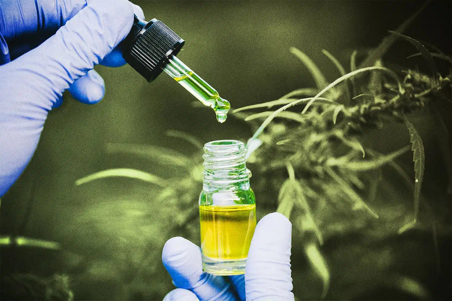 Are you on the hunt of buying thcp distillate?