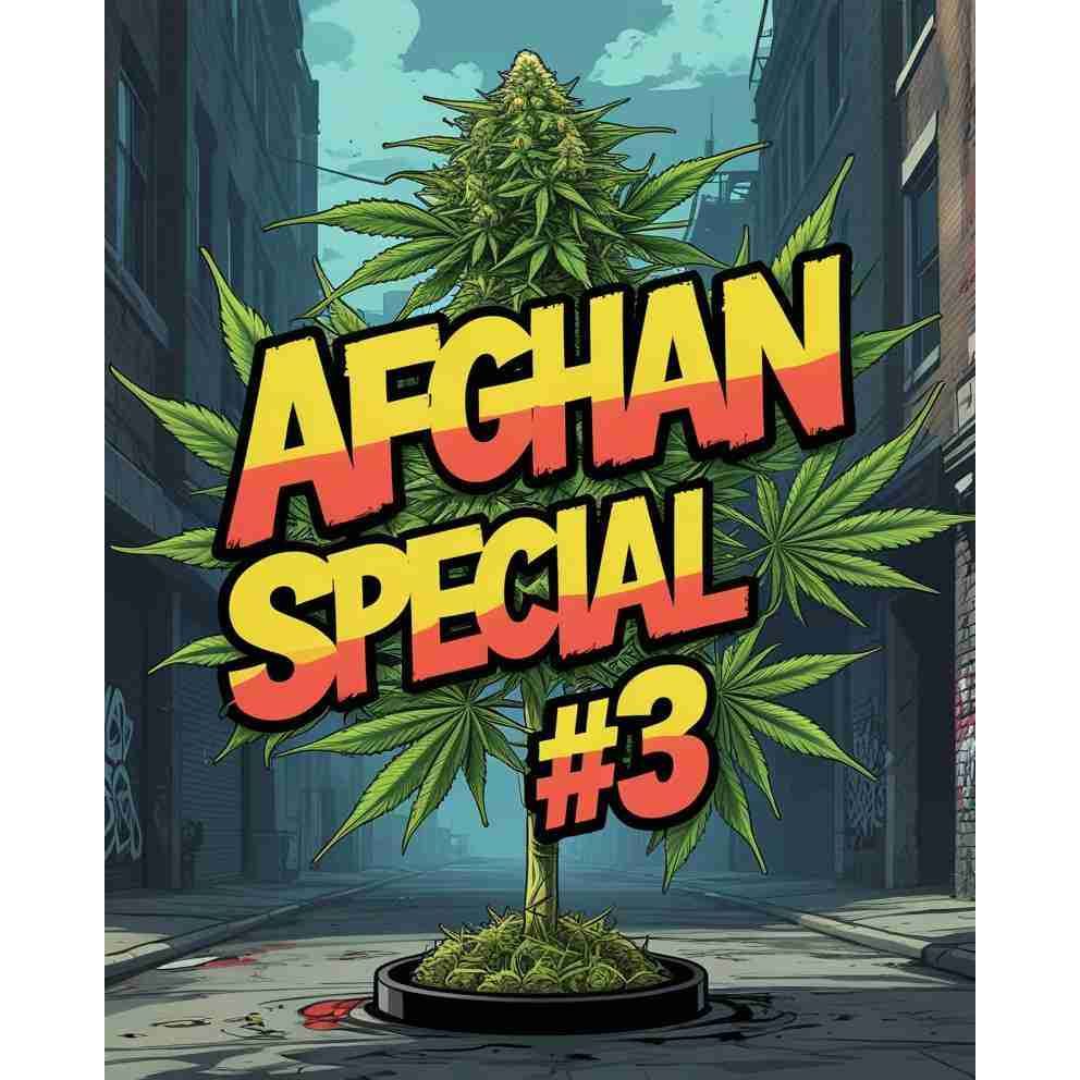 G14 THC Afghan Special #3|Afghan Special #3 Cannabis Seeds