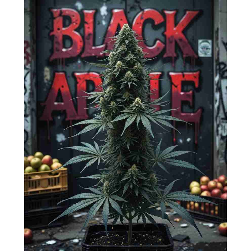 G14 THC Black Apple|Black Apple Feminised Cannabis Seeds