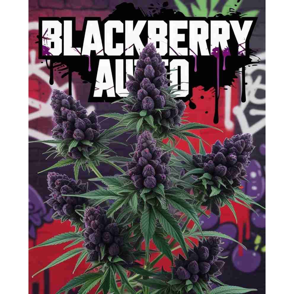 G14 THC Blackberry Auto|Blackberry Auto Feminised Cannabis Seeds