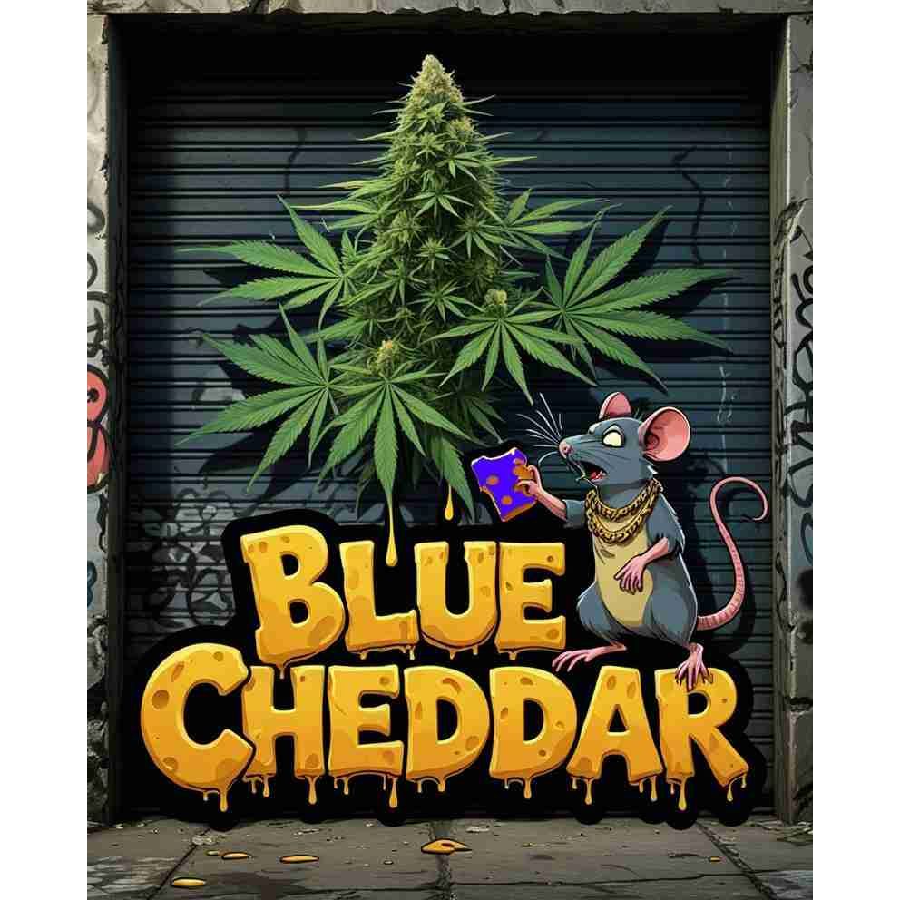 G14 THC Blue Cheddar|Blue Cheddar Feminised Seeds