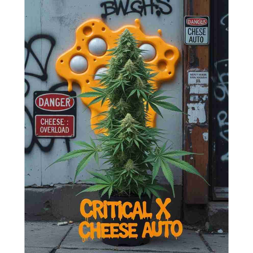 G14 THC Critical Cheese Auto|