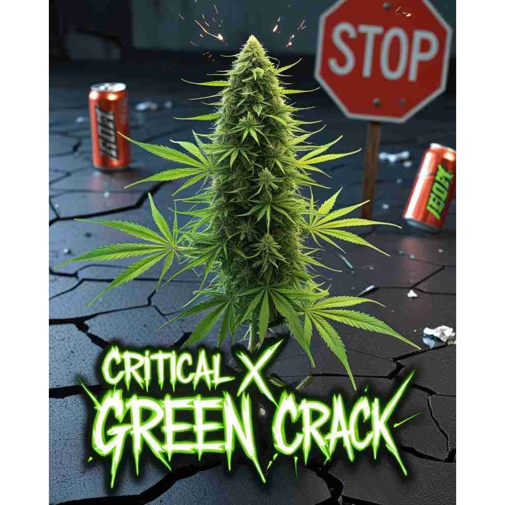 Critical x Green Crack – Balanced Hybrid Cannabis Seeds
