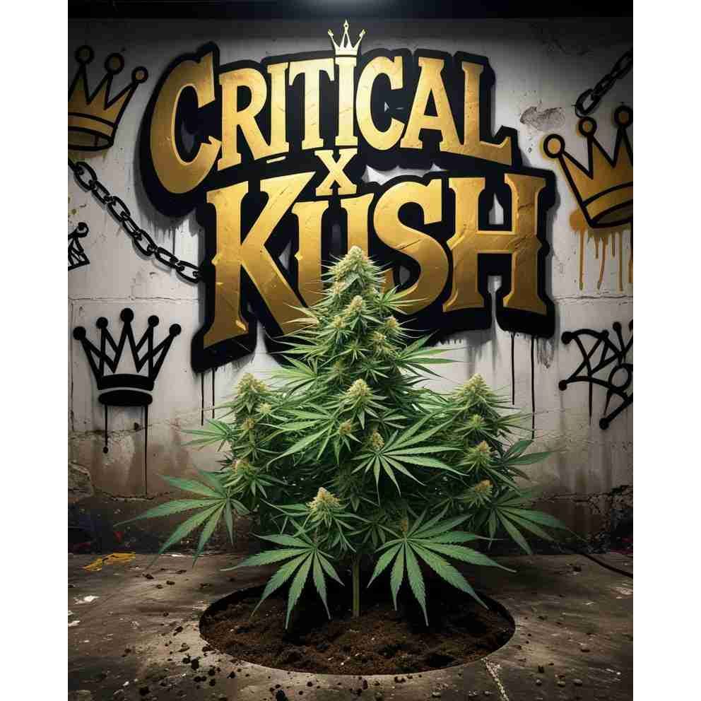Critical x Kush Feminised Cannabis Seeds