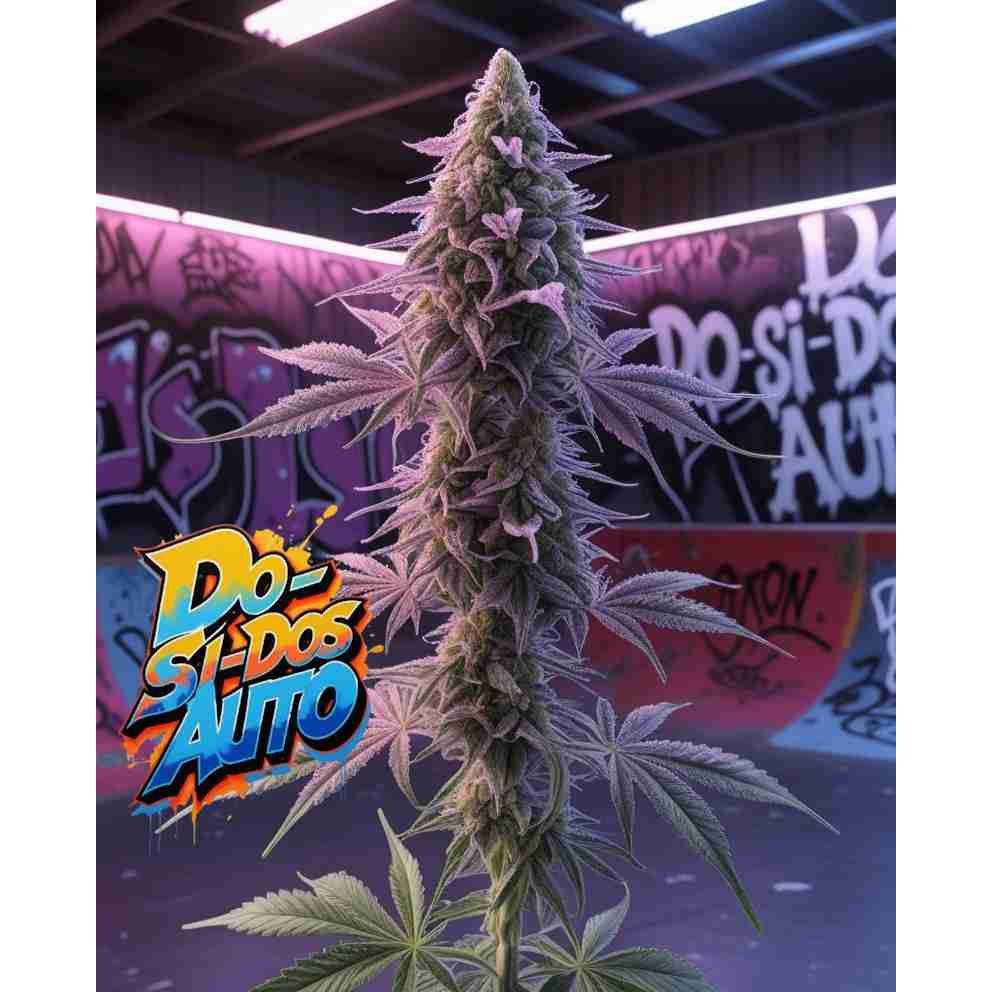 G14 THC Do-si-dos Auto|Do-Si-Dos Auto Feminised Cannabis Seeds