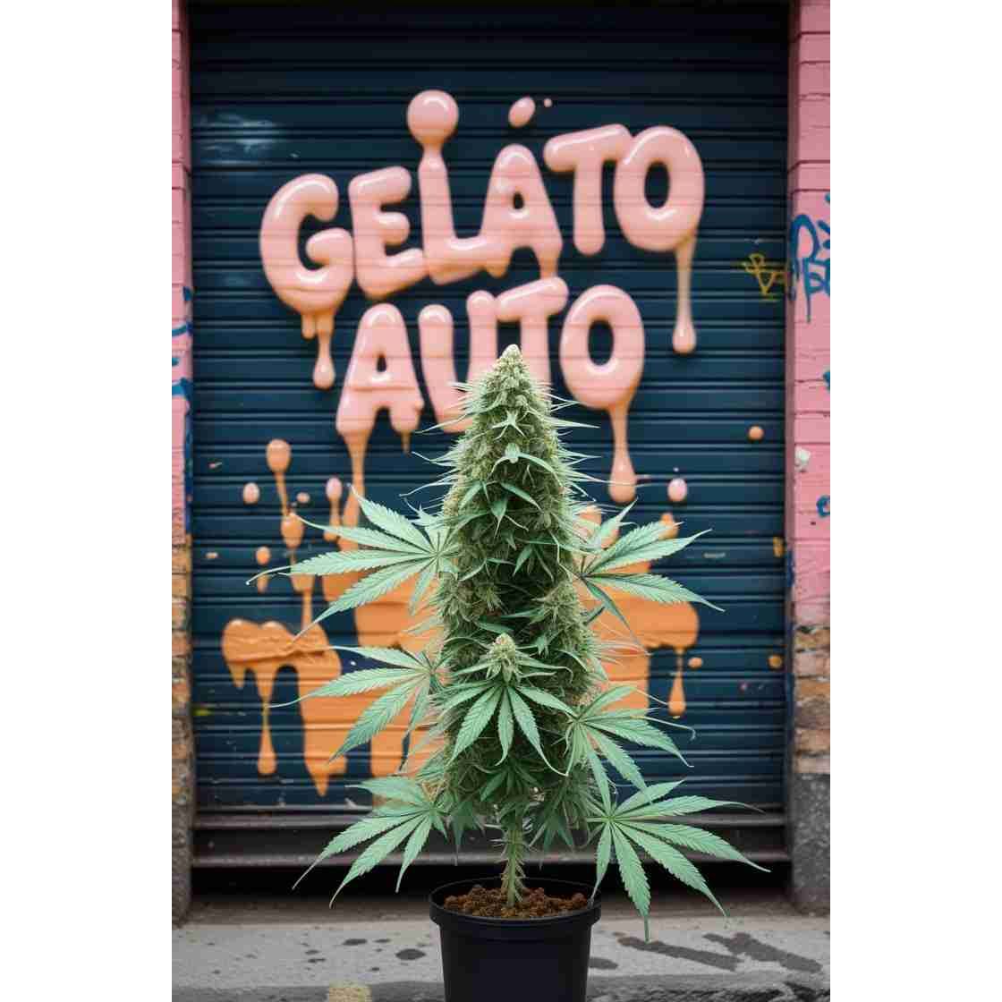 Gelato Auto Cannabis Seeds
