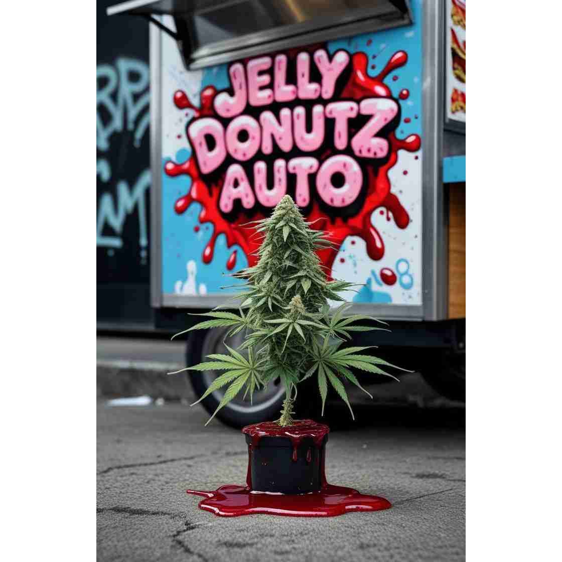 Jelly Donutz Auto Cannabis Seeds