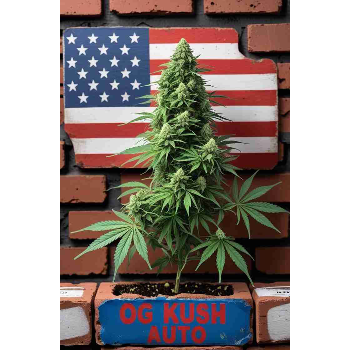 G14 THC OG Kush Auto|OG Kush Auto Cannabis Seeds