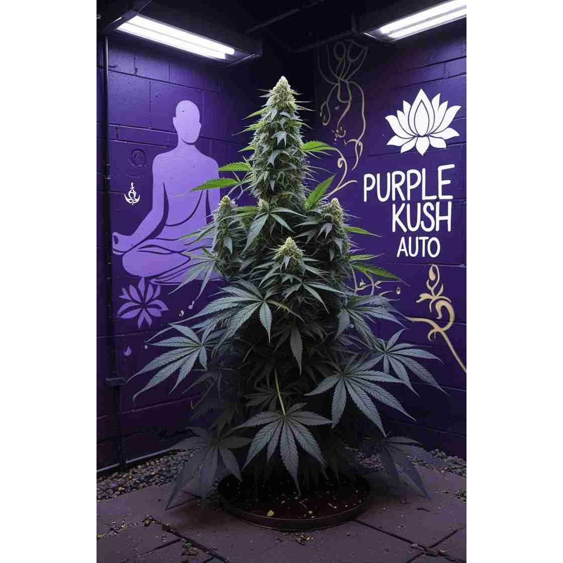 G14 THC Purple Kush Auto|Purple Kush Auto Feminised Cannabis Seeds