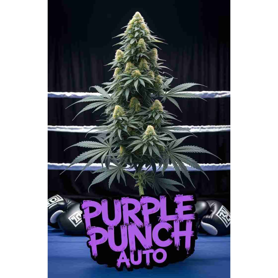 Purple Punch Auto Cannabis Seeds
