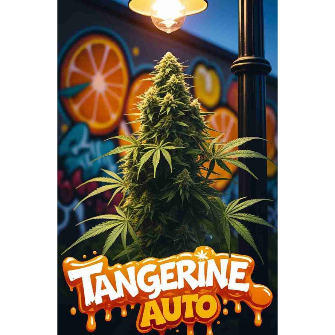 Tangerine Auto Cannabis Seeds