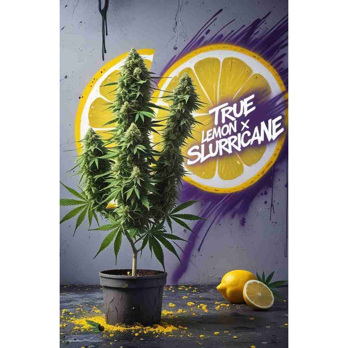 G14 THC True lemon x Slurricane|True Lemon x Slurricane Cannabis Seeds
