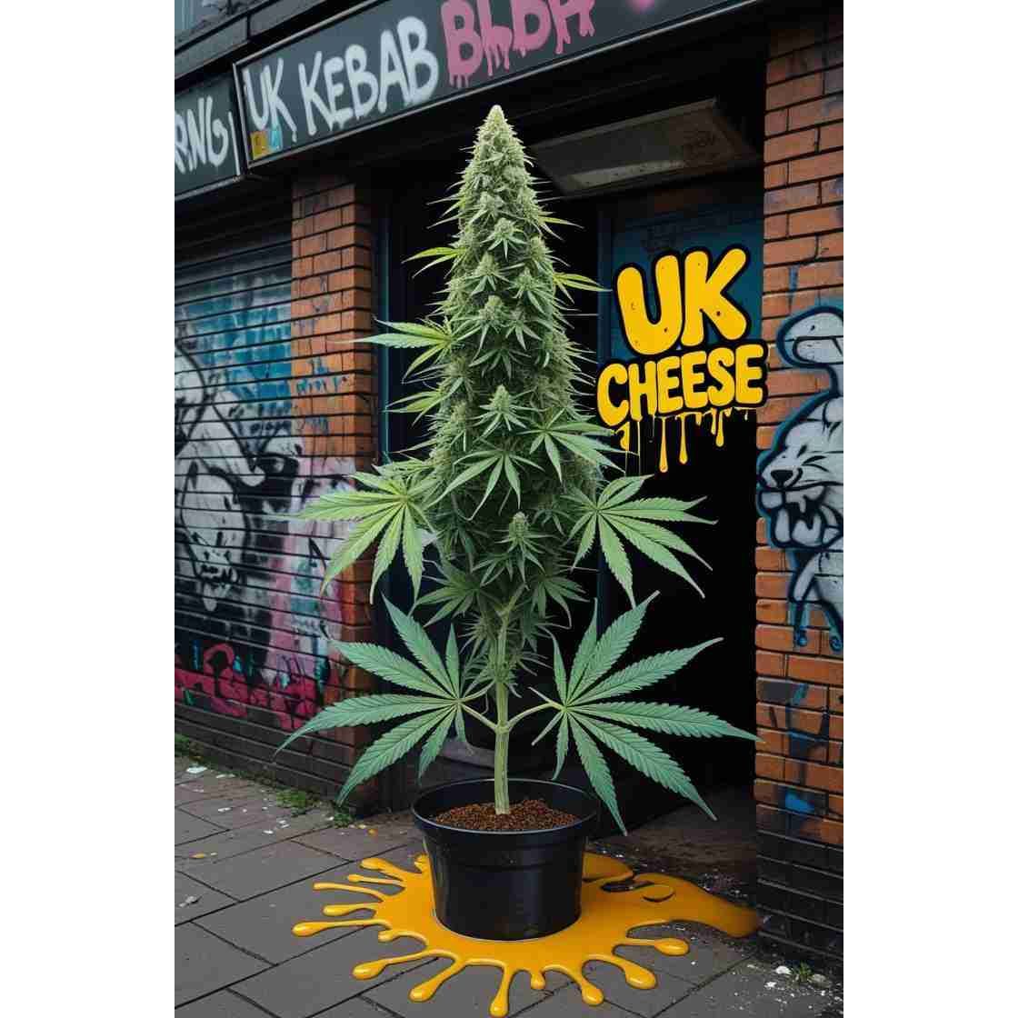 G14 THC UK Cheese