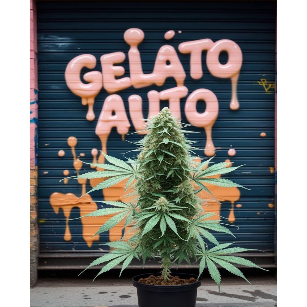 Gelato Auto Cannabis Seeds - Feminised