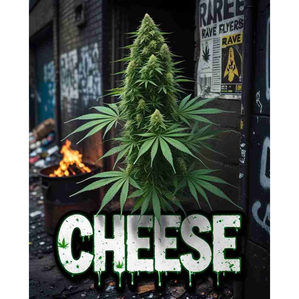 Cheese Feminised Cannabis Seeds