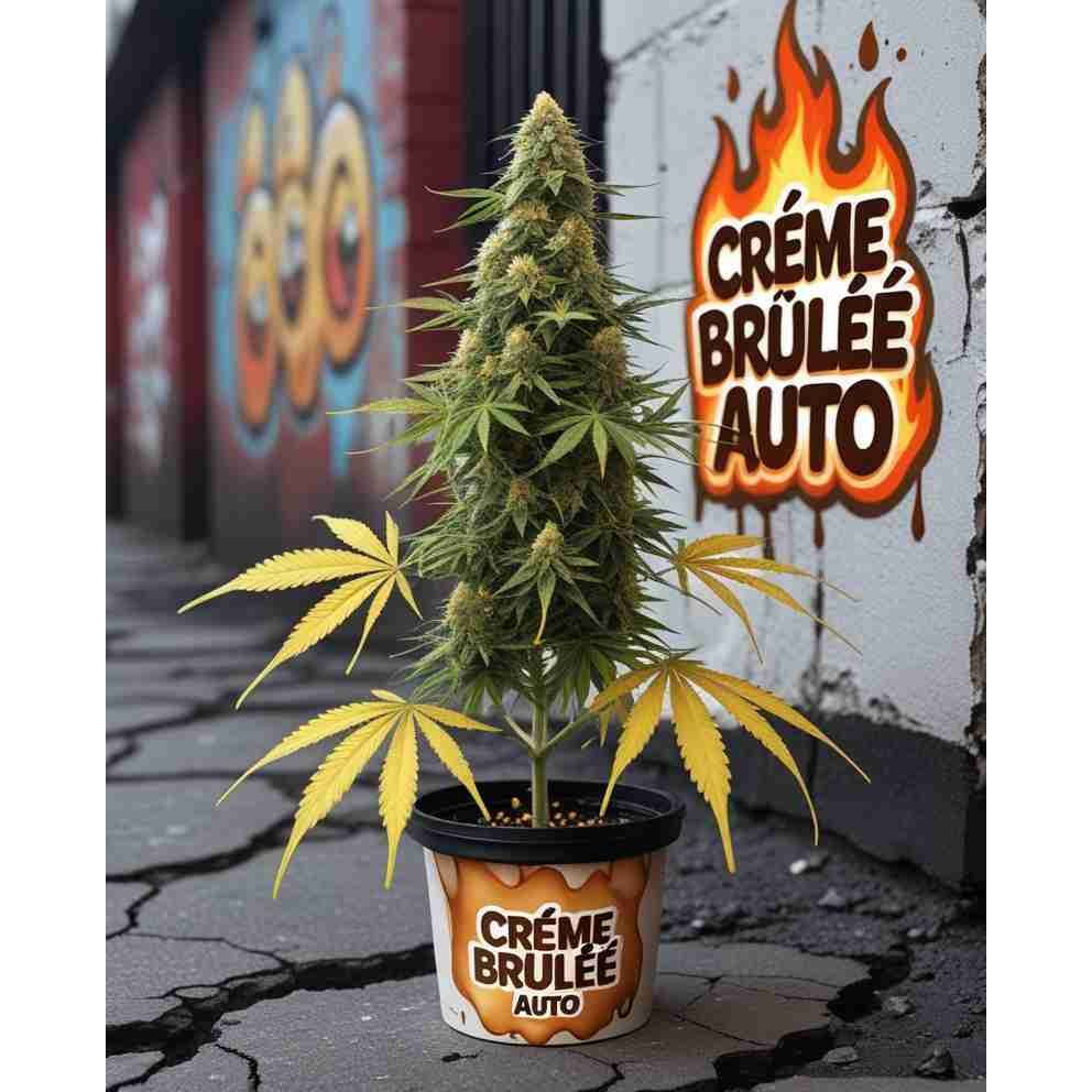 Creme Brulee Auto Feminised Cannabis Seeds