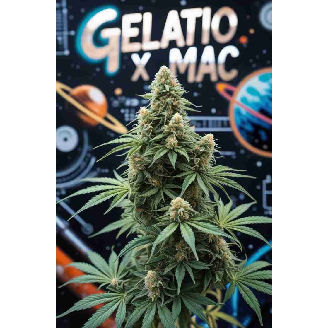 G14 THC Gelato x MAC|Gelato x MAC Cannabis Seeds