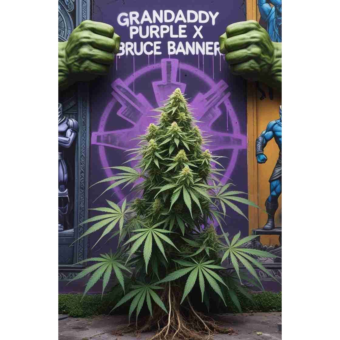 G14 THC Grandaddy Purple x Bruce Banner|Grandaddy Purple x Bruce Banner cannabis seeds