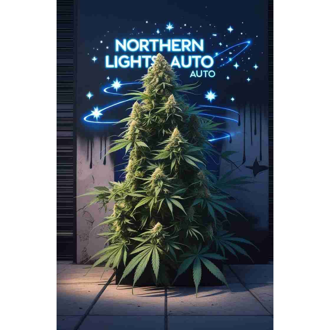 Northern Lights Auto Cannabis Seeds