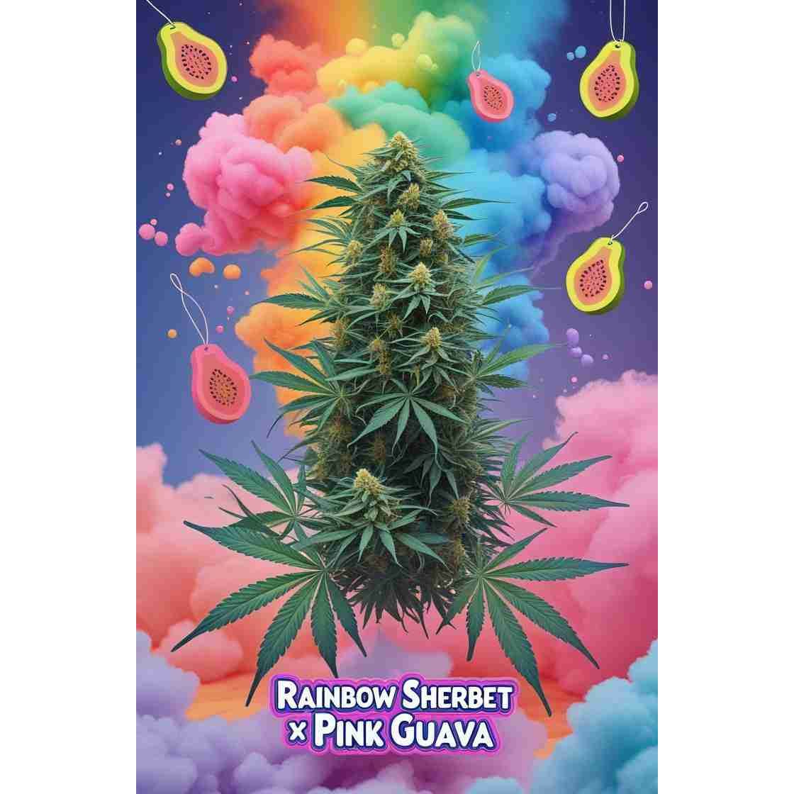 Rainbow Sherbet x Pink Guava Feminised Cannabis Seeds
