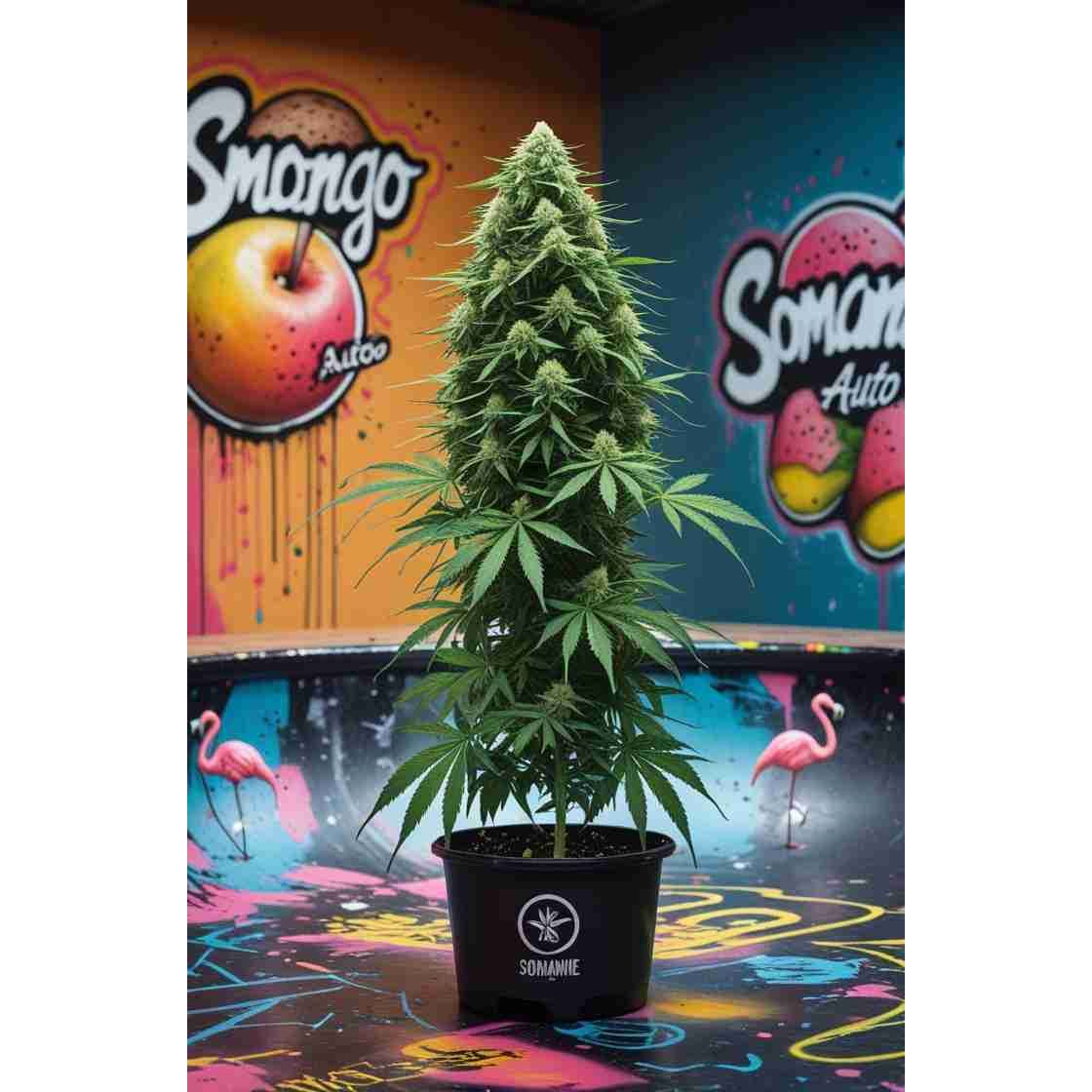Somango Auto Cannabis Seeds
