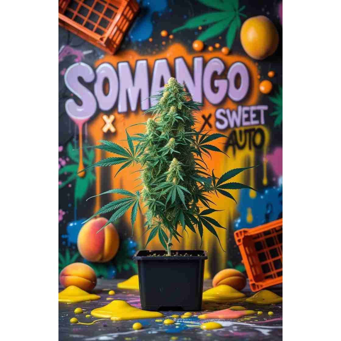 G14 THC Somango x Sweet Auto|Somango x Sweet Auto Cannabis Seeds