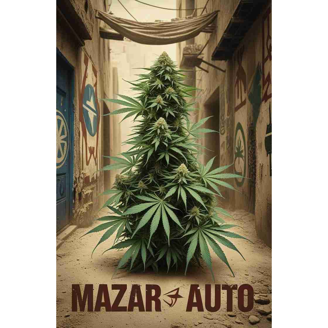 Mazar Auto Cannabis Seeds