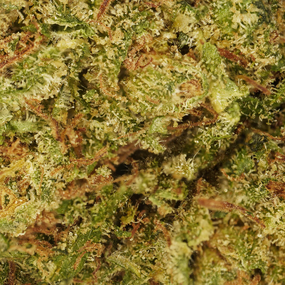 Cookie Kush CBD Flower Tea